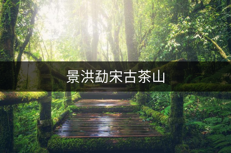 景洪勐宋古茶山 景洪勐宋古茶山
