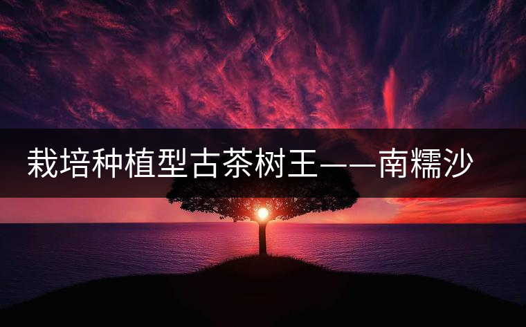 栽培種植型古茶樹(shù)王——南糯沙歸茶樹(shù)王 栽培種植型古茶樹(shù)王——南糯沙歸茶樹(shù)王