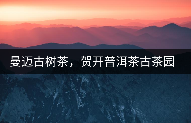 曼邁古樹茶，賀開普洱茶古茶園的華彩綻放