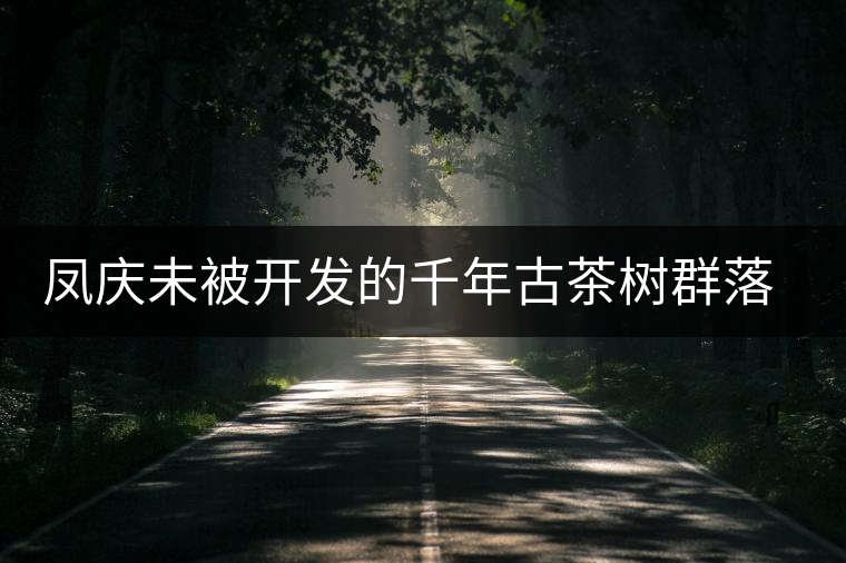 鳳慶未被開發(fā)的千年古茶樹群落——平河寨古樹茶