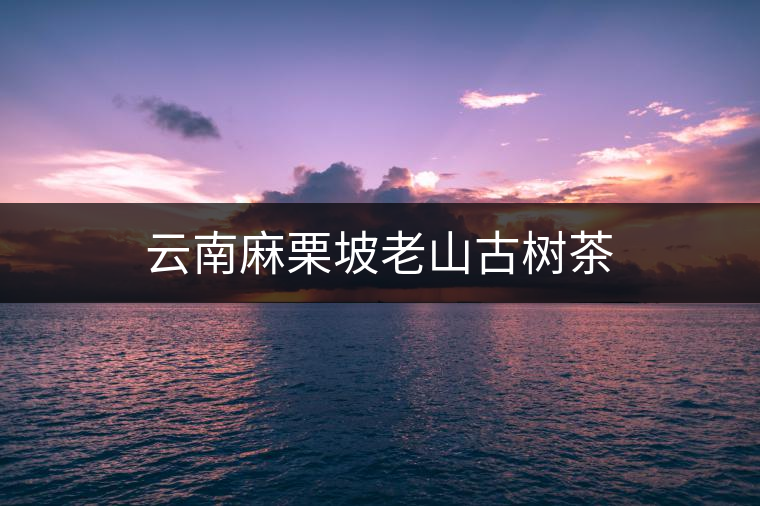 云南麻栗坡老山古樹(shù)茶 云南麻栗坡老山古樹(shù)茶