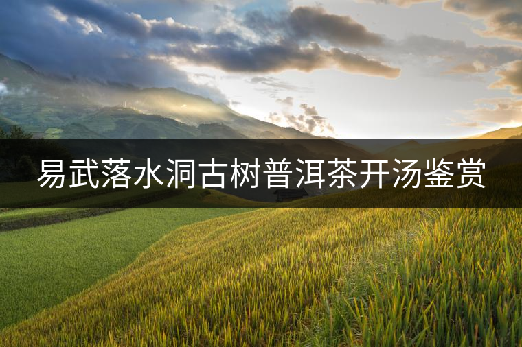 易武落水洞古樹普洱茶開湯鑒賞 易武落水洞古樹普洱茶開湯鑒賞
