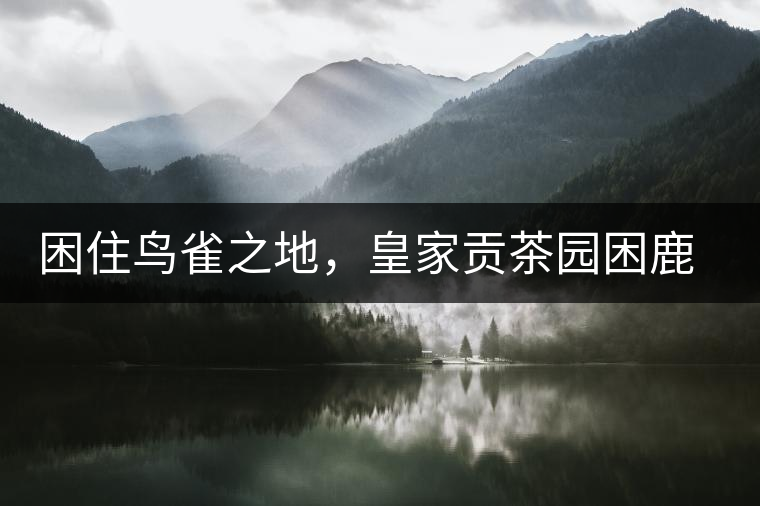 困住鳥雀之地，皇家貢茶園困鹿山古樹茶