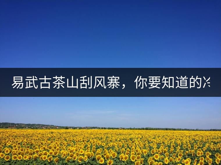 易武古茶山刮風(fēng)寨，你要知道的冷知識！