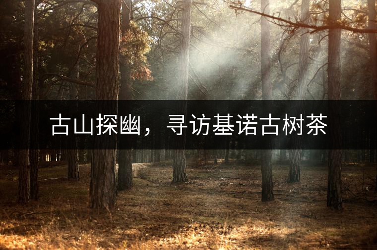 古山探幽，尋訪基諾古樹茶