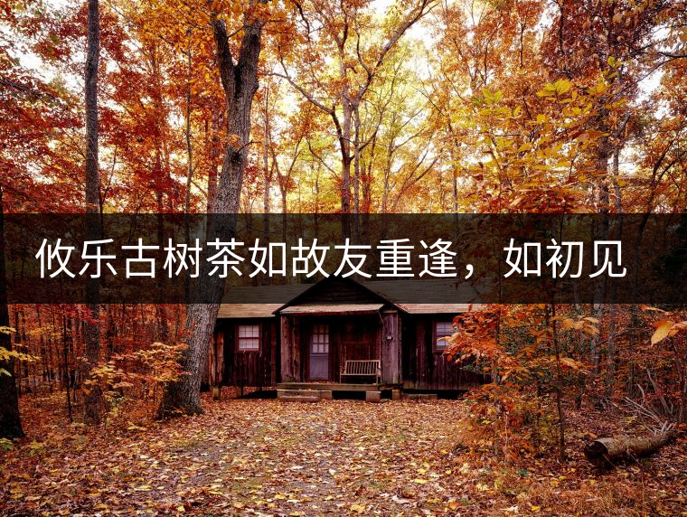 攸樂古樹茶如故友重逢，如初見傾心