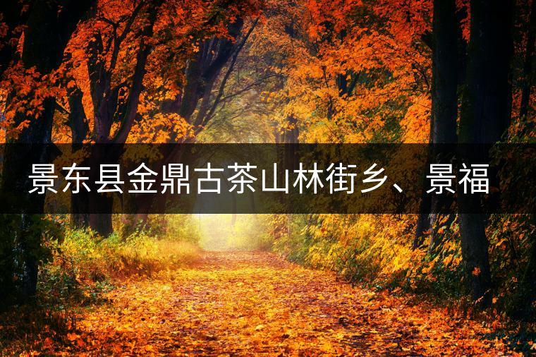 景東縣金鼎古茶山林街鄉(xiāng)、景福鄉(xiāng)、東鎮(zhèn)普洱茶