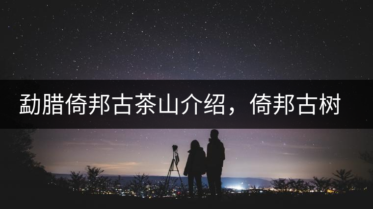 勐臘倚邦古茶山介紹，倚邦古樹茶口感特點(diǎn)