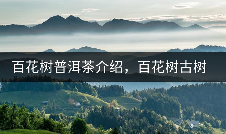 百花樹普洱茶介紹，百花樹古樹茶口感特點