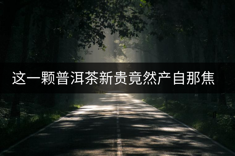 這一顆普洱茶新貴竟然產(chǎn)自那焦的古茶樹 這一顆普洱茶新貴竟然產(chǎn)自那焦的古茶樹