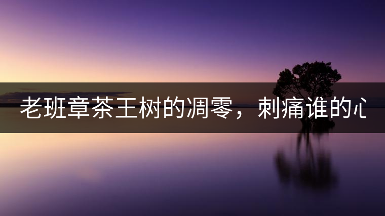 老班章茶王樹的凋零，刺痛誰的心？