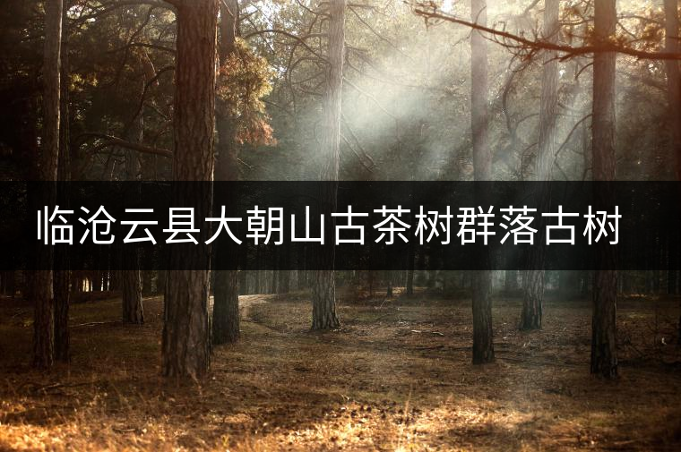 臨滄云縣大朝山古茶樹群落古樹茶特點(diǎn)介紹