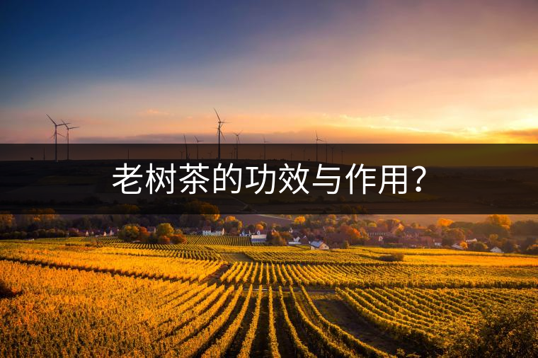 老樹茶的功效與作用？