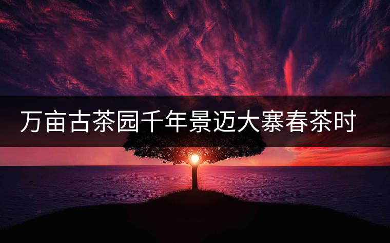 萬畝古茶園千年景邁大寨春茶時(shí)節(jié)好風(fēng)光 萬畝古茶園千年景邁大寨春茶時(shí)節(jié)好風(fēng)光