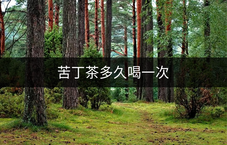 苦丁茶多久喝一次