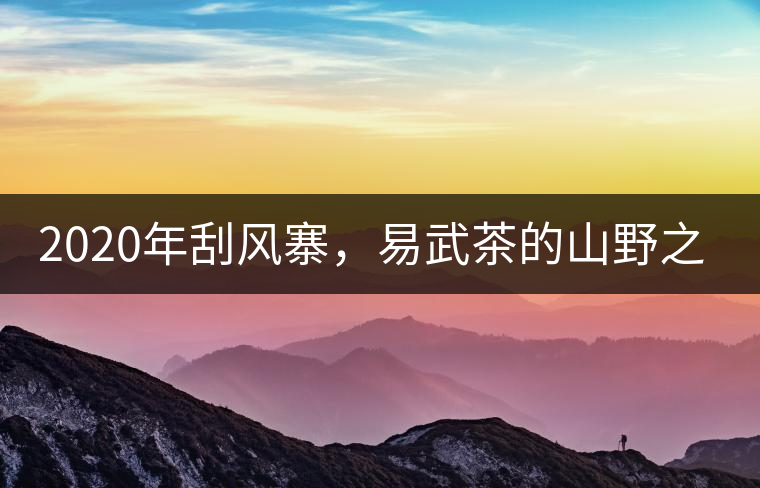 2020年刮風(fēng)寨，易武茶的山野之王-易武中聘號