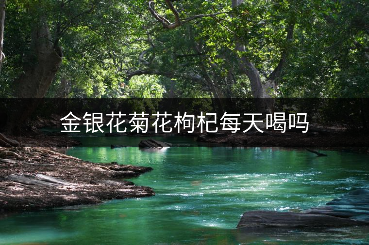 金銀花菊花枸杞每天喝嗎 金銀花菊花枸杞每天喝嗎