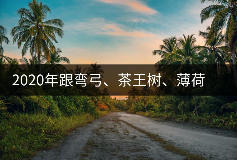 2020年跟彎弓、茶王樹、薄荷塘屬于同一山脈的神秘山頭-易武中聘號