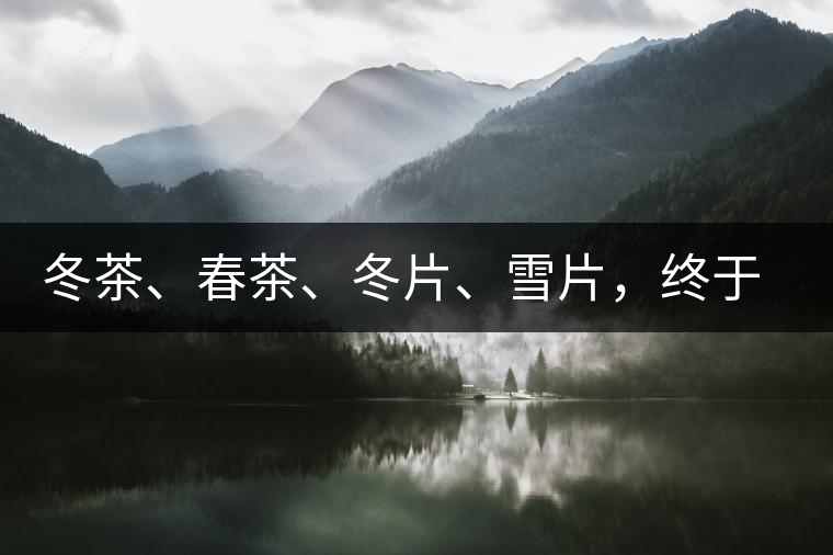 冬茶、春茶、冬片、雪片，終于分清楚了