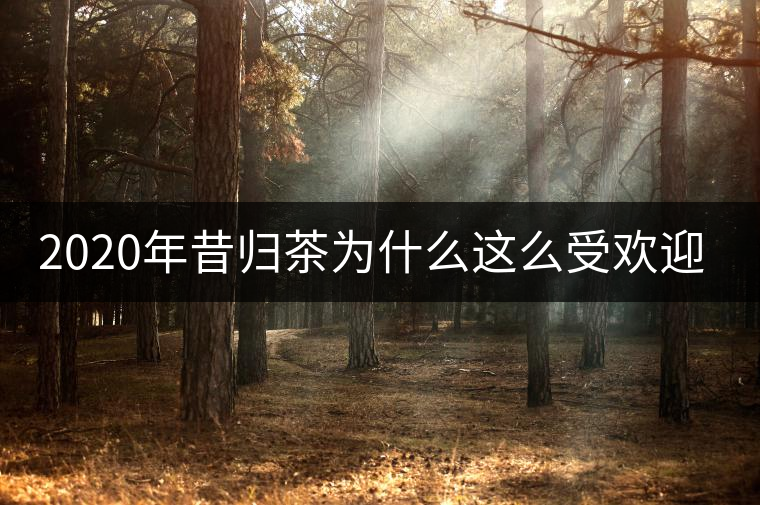 2020年昔歸茶為什么這么受歡迎?-易武中聘號(hào) 2020年昔歸茶為什么這么受歡迎?-易武中聘號(hào)