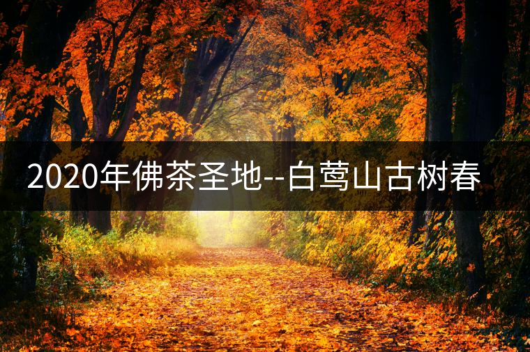 2020年佛茶圣地--白鶯山古樹春茶-易武中聘號 2020年佛茶圣地--白鶯山古樹春茶-易武中聘號