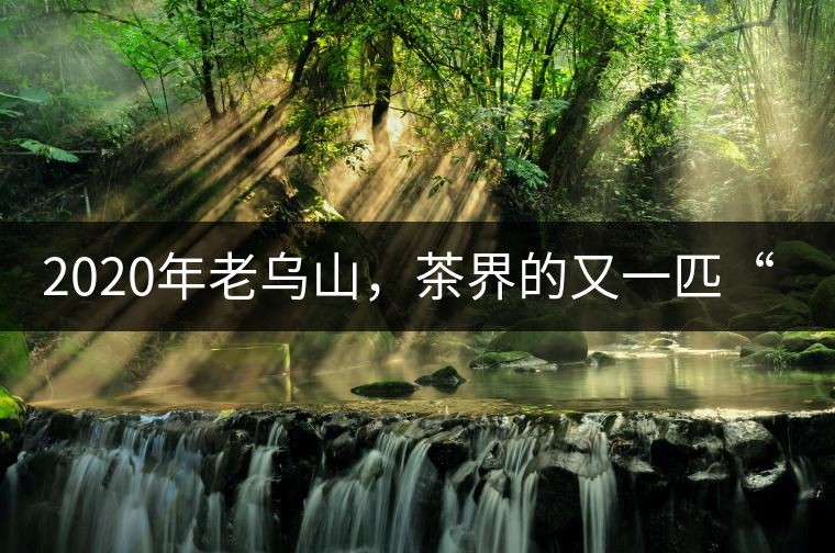 2020年老烏山，茶界的又一匹“黑馬-易武中聘號