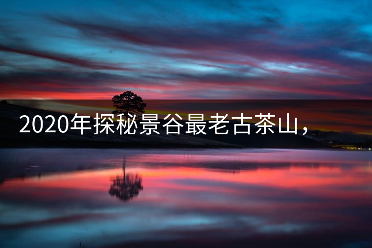 2020年探秘景谷最老古茶山，一個(gè)家族的興茶往事-易武中聘號(hào)