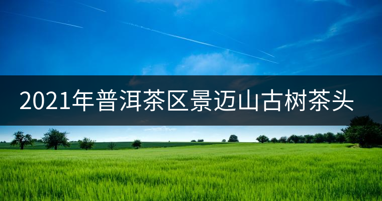 2021年普洱茶區(qū)景邁山古樹茶頭春價格 2021年普洱茶區(qū)景邁山古樹茶頭春價格