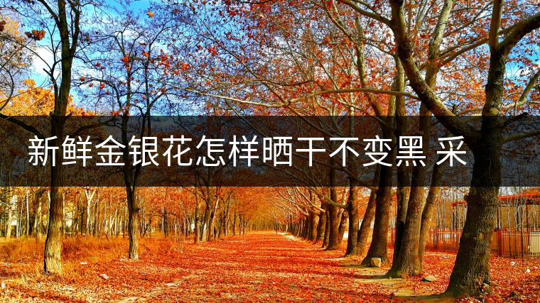 新鮮金銀花怎樣曬干不變黑 采摘后是直接曬干還是洗后曬干 新鮮金銀花怎樣曬干不變黑 采摘后是直接曬干還是洗后曬干