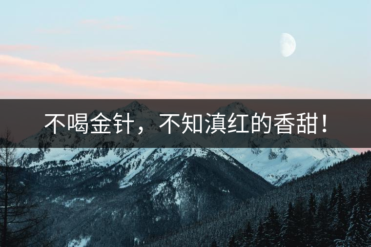 不喝金針，不知滇紅的香甜！