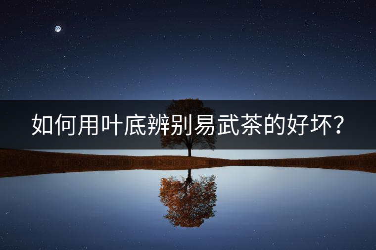 如何用葉底辨別易武茶的好壞？