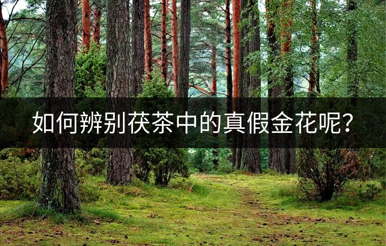 如何辨別茯茶中的真假金花呢？