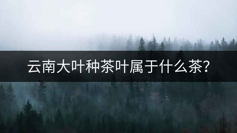 云南大葉種茶葉屬于什么茶？