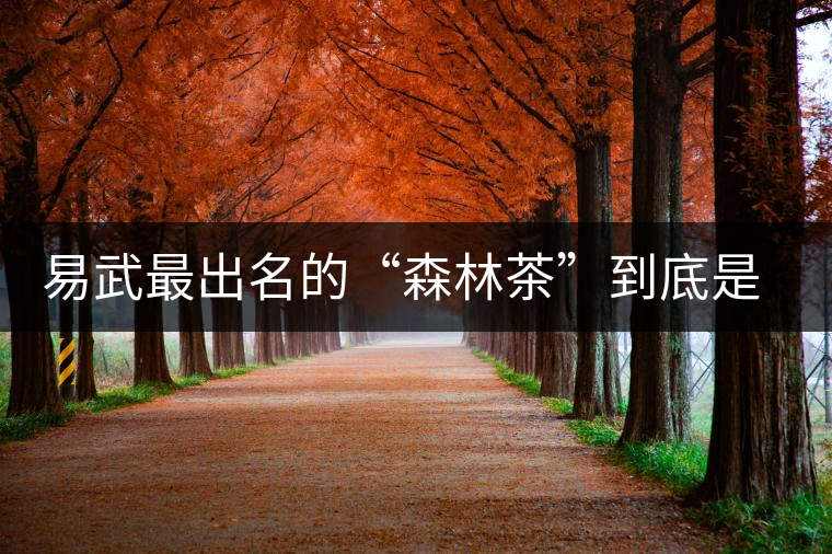 易武最出名的“森林茶”到底是什么茶？