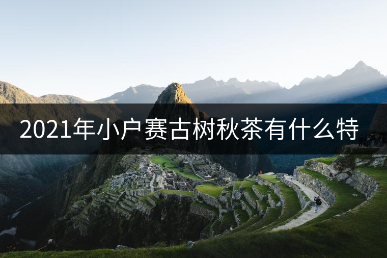 2021年小戶賽古樹秋茶有什么特點(diǎn)？