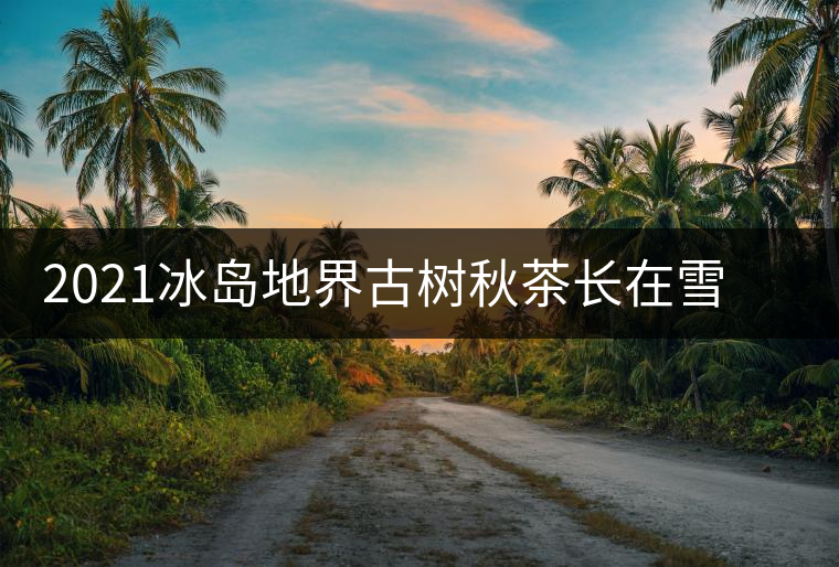 2021冰島地界古樹(shù)秋茶長(zhǎng)在雪山山脊上的茶園 2021冰島地界古樹(shù)秋茶長(zhǎng)在雪山山脊上的茶園