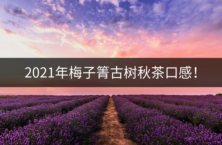 2021年梅子箐古樹秋茶口感！