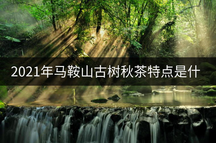 2021年馬鞍山古樹秋茶特點是什么? 2021年馬鞍山古樹秋茶特點是什么?