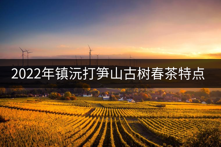 2022年鎮(zhèn)沅打筍山古樹春茶特點(diǎn)？
