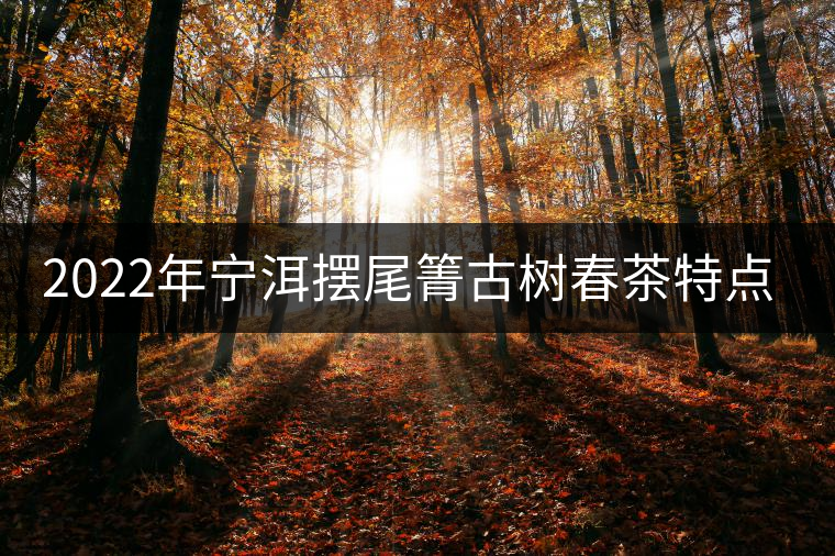 2022年寧洱擺尾箐古樹春茶特點(diǎn)？