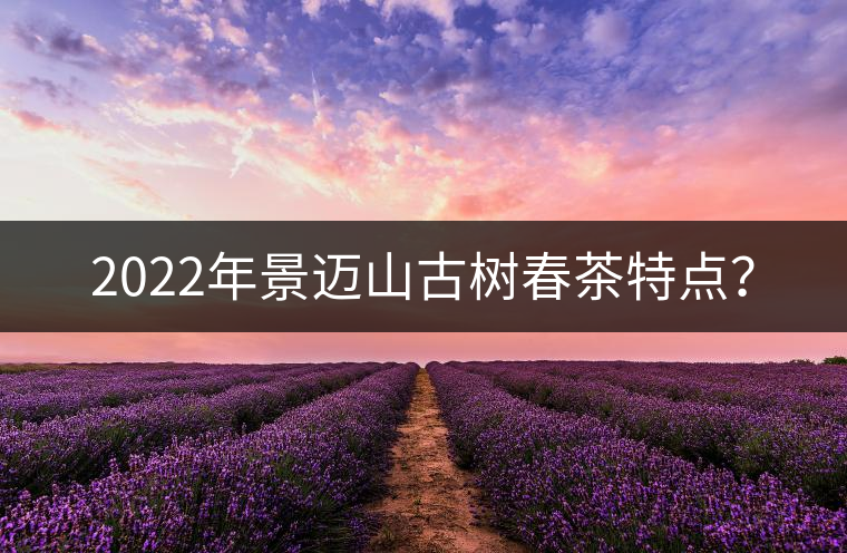 2022年景邁山古樹春茶特點？