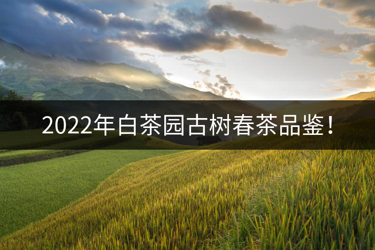 2022年白茶園古樹春茶品鑒！