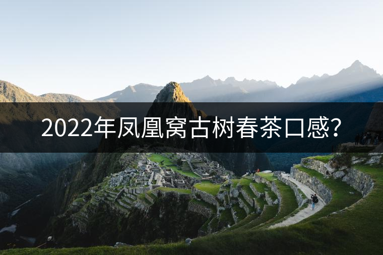 2022年鳳凰窩古樹(shù)春茶口感？