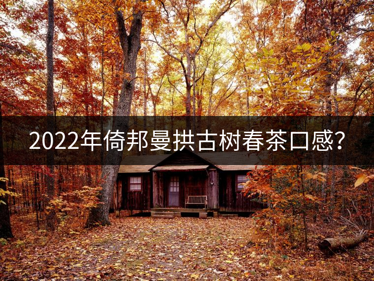 2022年倚邦曼拱古樹(shù)春茶口感？