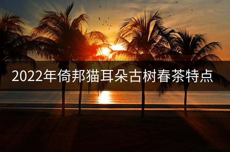 2022年倚邦貓耳朵古樹(shù)春茶特點(diǎn)？