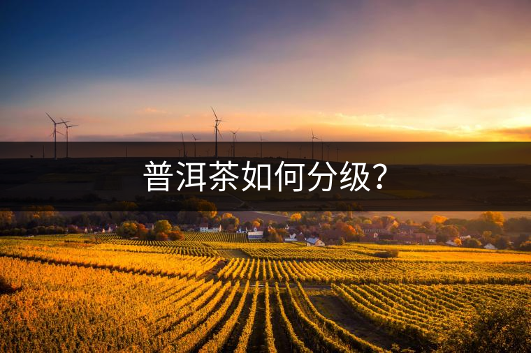 普洱茶如何分級？