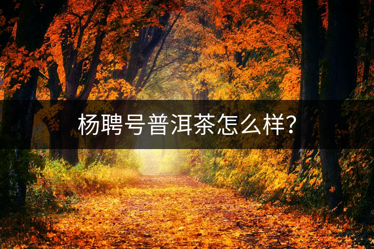 楊聘號(hào)普洱茶怎么樣？