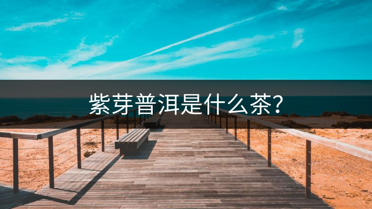 紫芽普洱是什么茶？