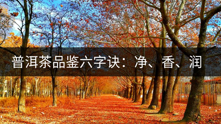 普洱茶品鑒六字訣：凈、香、潤(rùn)、厚、甘、甜，帶你體驗(yàn)普洱的魅力