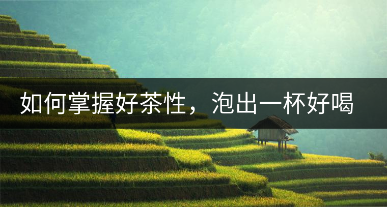 如何掌握好茶性，泡出一杯好喝的普洱熟茶？